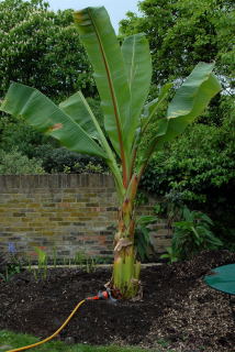 Watering a newly planted ensete ventricosum.