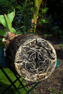 Root detail of ensete ventricosum