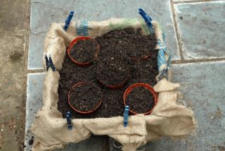 Pond basket half filled with potting mix