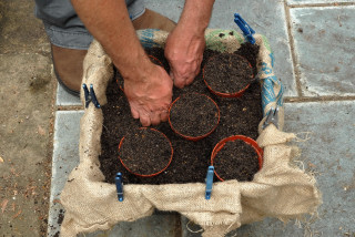 Potting mix being firmed with knuckles