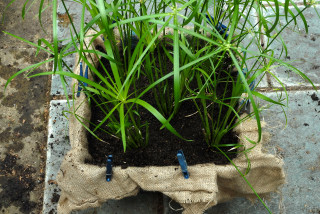 8. All five plants are in