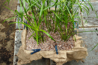 Pond planting basket top dressed with gravel