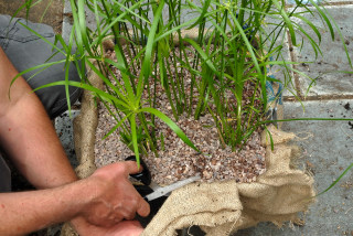 Excess Hessian is trimmed with scissors