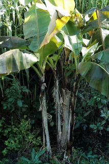 Musa sikkimensis ready for the chop.