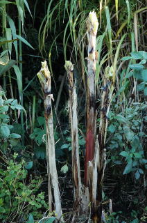 Cold hardy banana with its leaves removed.