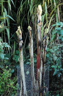 Musa sikkimensis with chicken wire frames awaitng straw.