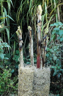 Cold hardy banana receiving straw insulation.