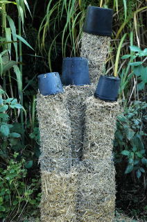 Straw filled plastic pots potect the extreme tips of the stems.