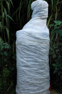 Cold hardy bananas wrapped with fleece ready for winter.