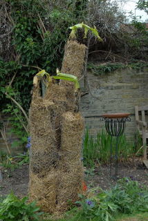 Uncovered cold hardy bananas showing signs of life.