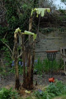 Newly uncovered musa sikkimensis after its winter slumber.