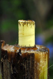 New banana leaf emerging from a trimmed stem.