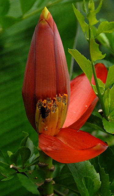 Red banana flower being fertilized. Red banana flower plus bee.