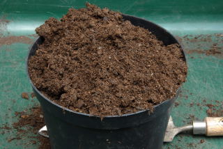 Cover the pot with compost Cover the pot with compost