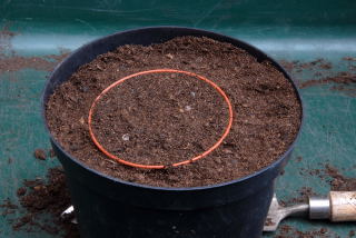 The compost is now level with the top of the small pot
