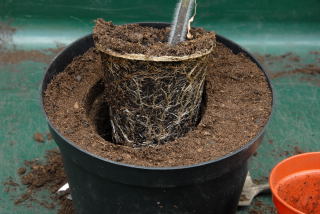 Drop the plant in the hole. Drop the plant in the hole.