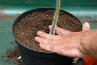Push the plant firmly into place. Push the plant firmly into place.
