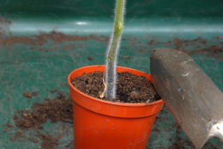 Remove the plant to be transplanted from its pot. Remove the plant to be transplanted from its pot.