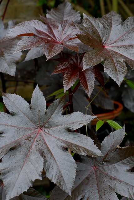 Ricinus communis foliage