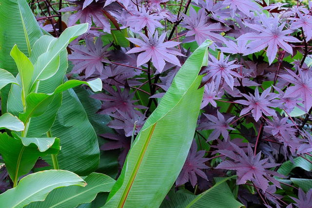 The castor oil plant - ricinus communis growing in a tropical garden setting