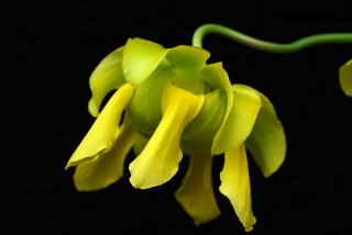 Pitcher plant flower