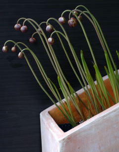 Emerging flower buds on a Sarracenia hybrid.