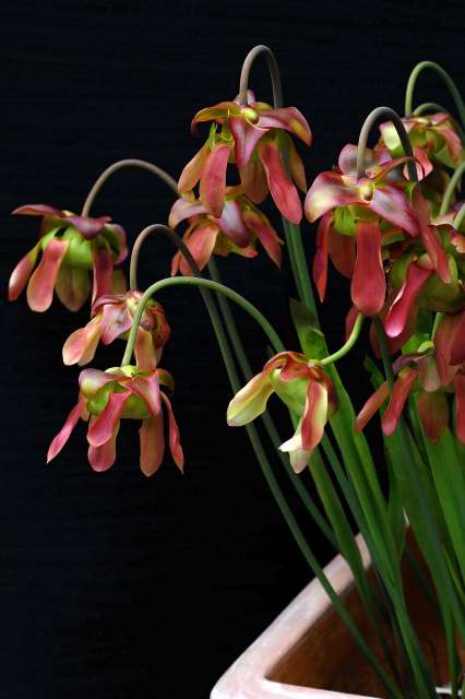 North American pitcher plant in flower