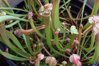 Sarracenia leucophylla ready for pricking out.