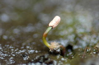 Newly germinated Sarracenia leucophylla Newly germinated carnivorous pitcher plant.
