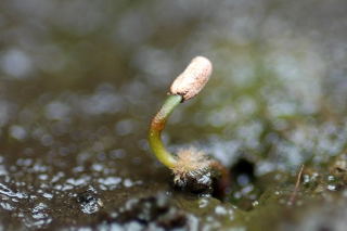 Newly germinated carnivorous pitcher plant.