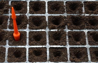 holes are prepared in a modular seed tray with a dibber