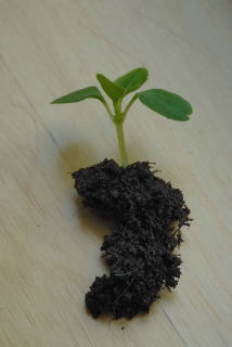 A seedling with plently of root attached