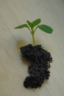 A seedling with plently of root attached A seedling with plently of root attached