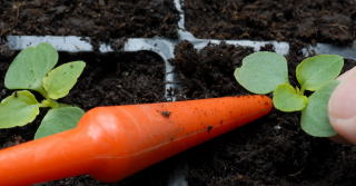 A seedling is inserted into its new home A seedling is inserted into its new home