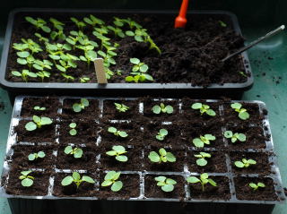 A full tray of pricked out plants