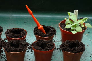 Solanum quitoense awaiting transplantation.