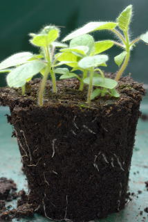 The pot removed showing roots.