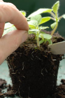 seedling being teased from the compost