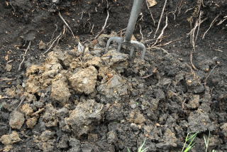 Break up the sub soil with a fork