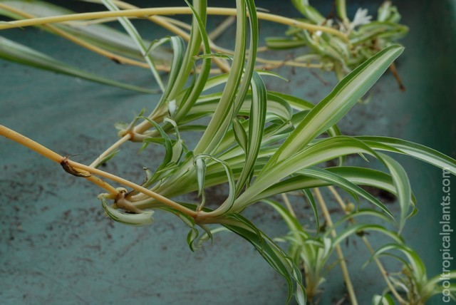 spider plant plantlets