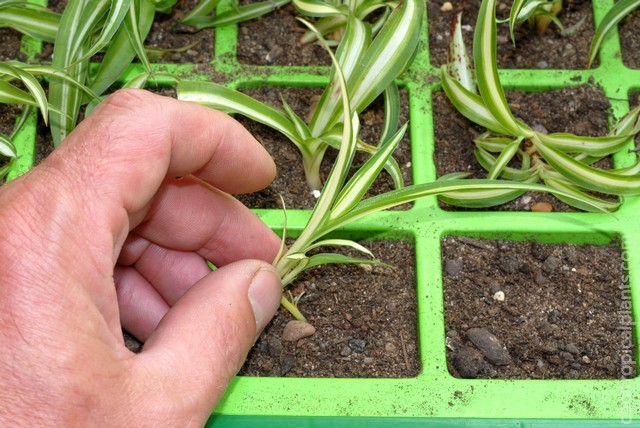 spider plantlets being planted into cells