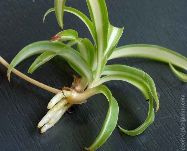 spider plant plantlet showing roots