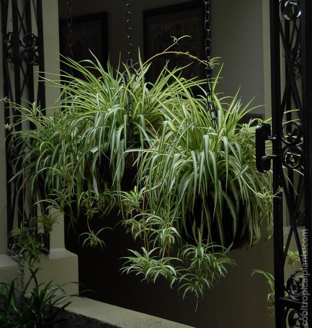 Spider plants in ornate hanging basket