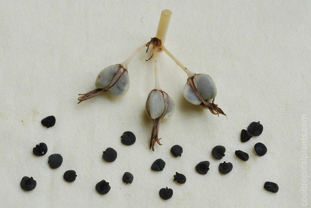 Spider plant seeds and pods