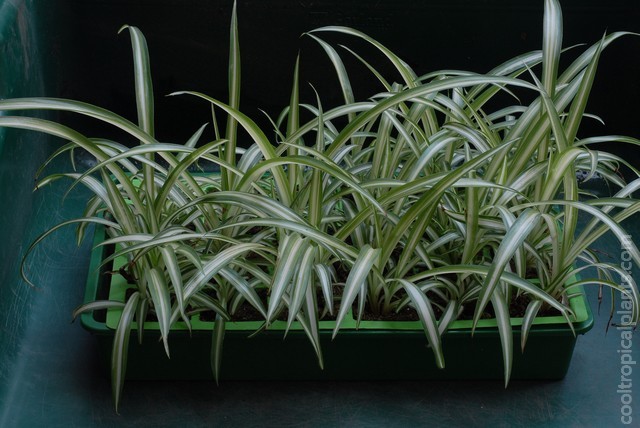 spider plants ready for planting