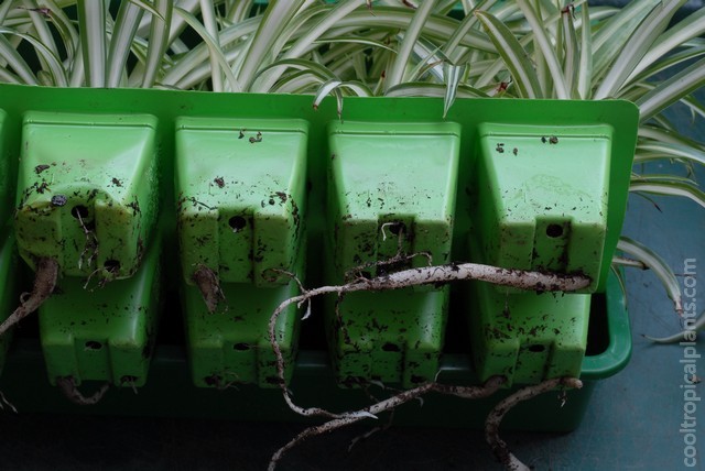 spider plant roots poking through the bottom of cells