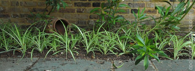 spider plants just planted