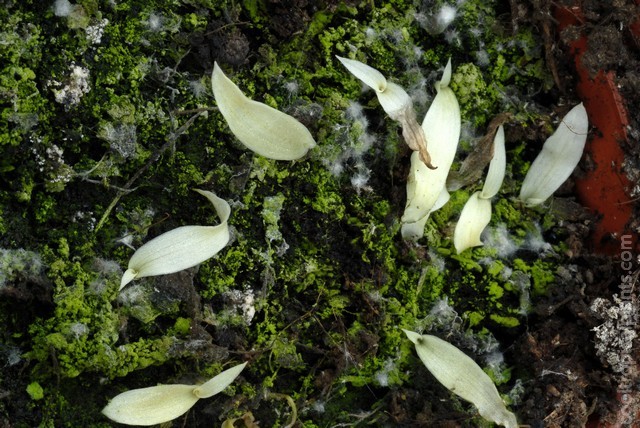 Spider plant seedlings