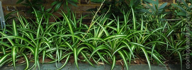 spider plants a few months later