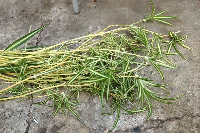 Harvested spider plant plantlets